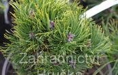 borovice kleč Picobello - Pinus mugo Picobello