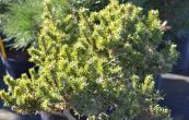borovice Banksova Schneverdingen - Pinus banksiana Schneverdingen