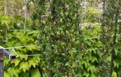 skalnk vrbolist - Cotoneaster salicifolius