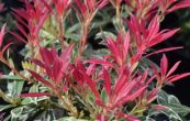 Pieris Flaming Silver
