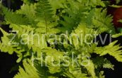 kapra samec - Dryopteris filix - mas