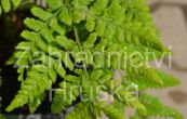 kapra rozloen - Dryopteris dilatata (austriaca)