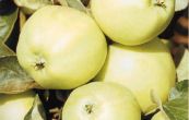 jablo domc Prsvitn letn - Malus domestica Prsvitn letn