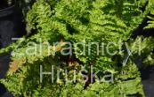 kapra samec Crispa - Dryopteris filix - mas Crispa