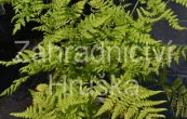 papratka sami - Athyrium filix-femina