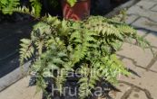 papratka - Athyrium niponicum var. pictum
