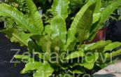 jelen jazyk celolist - Phyllitis scolopendrium