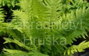 provnk ptros - Matteuccia struthiopteris