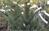 smrk ztepil Cupressina - Picea abies Cupressina
