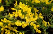 ilimnk rozloen - Cytisus decumbens