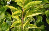 zlatice prostedn Golden Times - Forsythia  intermedia Golden Times