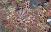 javor dlanitolist Dissectum Nigrum - Acer palmatum Dissectum Nigrum