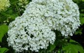 hortenzie stromkovit Annabelle - Hydrangea arborescens Annabelle