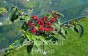 kalina asnat Mariesii - Viburnum plicatum Mariesii