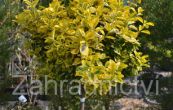 brslen - Euonymus