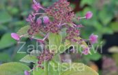 hortenzie latnat Wim's Red - Hydrangea paniculata Wim's Red
