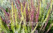 ves obecn - Calluna vulgaris