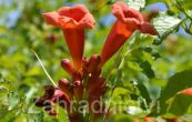 kivou koenujc - Campsis radicans