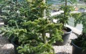 jedle vzneen - Abies procera
