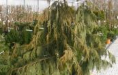 cypiek nutkajsk Pendula - Cupressus nootkatensis Pendula