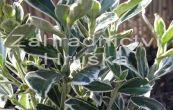 brslen Fortunev Emerald Gaiety - Euonymus fortunei Emerald Gaiety