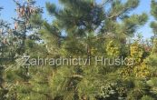 borovice ern - Pinus nigra