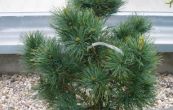borovice limba - Pinus cembra