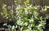 brslen Fortunev Emerald'n Gold - Euonymus fortunei Emerald'n Gold