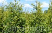 zerav zpadn Frieslandia - Thuja occidentalis Frieslandia