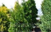zerav zpadn Holmstrup - Thuja occidentalis Holmstrup