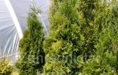 zerav zpadn Holmstrup - Thuja occidentalis Holmstrup