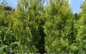 zerav obrovsk Krnik - Thuja plicata Krnik
