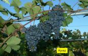 rva vinn Ajvaz - Vitis vinifera Ajvaz