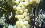 rva vinn Aron - Vitis vinifera Aron