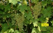 rva vinn Okava - Vitis vinifera Okava