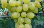 rva vinn msk - Vitis vinifera msk