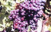 rva vinn Rusalka - Vitis vinifera Rusalka