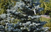smrk pichlav - Picea pungens