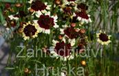krsnooko Jive - Coreopsis coloropsis Jive
