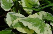 pomnnkovec velkolist Variegata - Brunnera macrophylla Variegata
