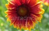kokarda Granada Yellow/Red - Gaillardia Granada Yellow/Red