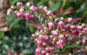 pieris japonsk Valley Valentine - Pieris japonica Valley Valentine