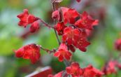 dluicha Coral Forest Scarlet - Heuchera Coral Forest Scarlet