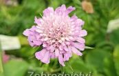 hlav fialov F Nana Pincuschion Pink - Scabiosa columbaria F Nana Pincuschion Pink