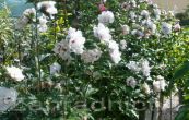 ibiek syrsk - Hibiscus syriacus