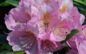 Pnink Scintilation - Rhododendron Scintilation