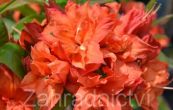 Pnink azalka - Knap Hill Doloroso - Rhododendron - Azalea - Knap Hill Doloroso