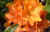 Pnink azalka - Knap Hill Goldkpfchen - Rhododendron - Azalea - Knap Hill Goldkpfchen