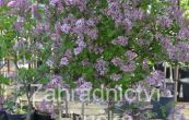 ek - Syringa