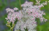 tuebnk erven Venusta - Filipendula rubra Venusta